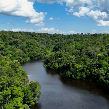 Pierderea a 22% din pădurea amazoniană poate declanșa un colaps climatic