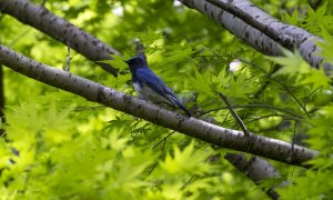 Perdelele forestiere reduc cu peste 70% numărul unor păsări de pajiște