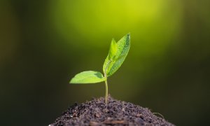 Când vor muri ultimele plante de pe Terra și va dispărea planeta verde?