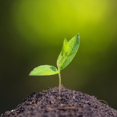 Când vor muri ultimele plante de pe Terra și va dispărea planeta verde?
