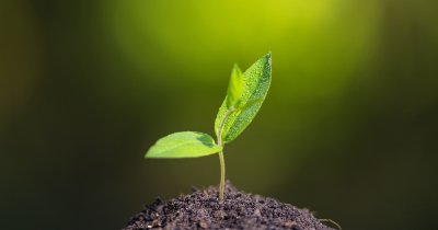 Când vor muri ultimele plante de pe Terra și va dispărea planeta verde?