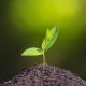Când vor muri ultimele plante de pe Terra și va dispărea planeta verde?