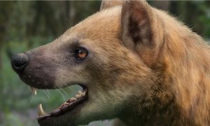 Câinele-urs: cercetătorii au descoperit o nouă specie care a trăit acum 15,9 milioane de ani