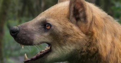 Câinele-urs: cercetătorii au descoperit o nouă specie care a trăit acum 15,9 milioane de ani