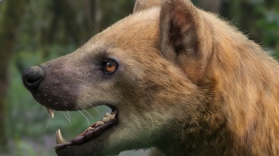 Câinele-urs: cercetătorii au descoperit o nouă specie care a trăit acum 15,9 milioane de ani
