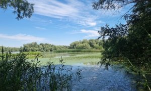 Cinci insule din Delta Dunării, refăcute prin eliminarea speciilor invazive și plantarea arborilor nativi
