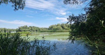 Cinci insule din Delta Dunării, refăcute prin eliminarea speciilor invazive și plantarea arborilor nativi