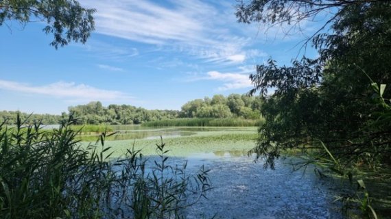 Cinci insule din Delta Dunării, refăcute prin eliminarea speciilor invazive și plantarea arborilor nativi