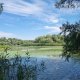 Cinci insule din Delta Dunării, refăcute prin eliminarea speciilor invazive și plantarea arborilor nativi