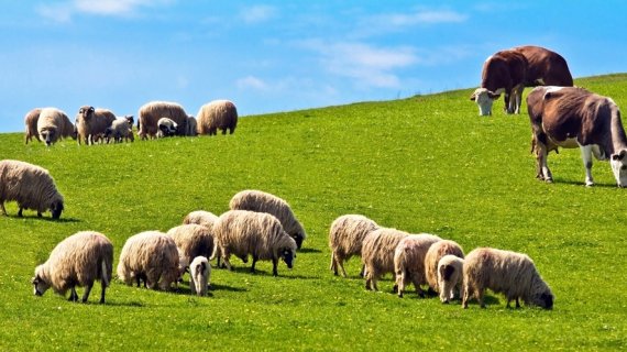 Soluția pentru salvarea terenurilor? O dietă radical schimbată la nivel global