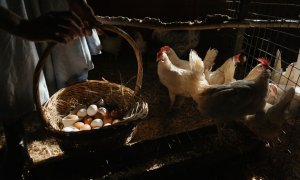 Un studiu vine cu o concluzie surprinzătoare: ouăle organice au un efect mai mare asupra mediului