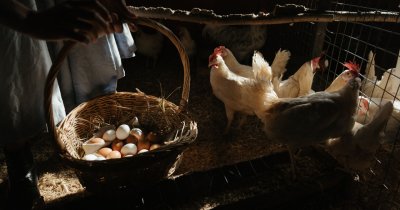 Un studiu vine cu o concluzie surprinzătoare: ouăle organice au un efect mai mare asupra mediului