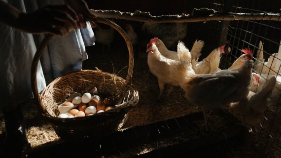 Un studiu vine cu o concluzie surprinzătoare: ouăle organice au un efect mai mare asupra mediului