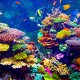 Coralii din grădinile zoologice care ajută la repopularea recifurilor planetei