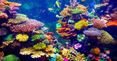 The zoo-bred corals that will help repopulate damaged global reef ecosystems